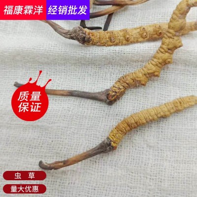 批发冬虫夏草足干精选西藏那曲虫草质量保证可礼盒包装图2