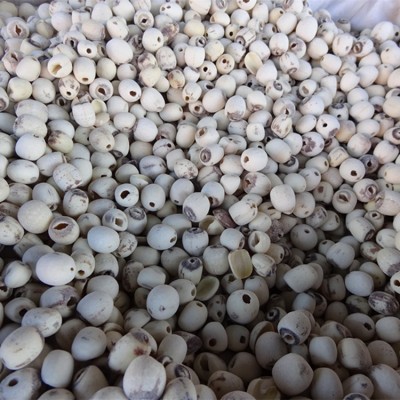 批发莲子 产地直销无芯无硫湘莲子，去芯磨皮莲子图4