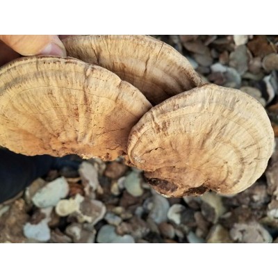 供应天然森林大兴安岭产地野生平盖灵芝新货 老牛肝菌500克包邮图2