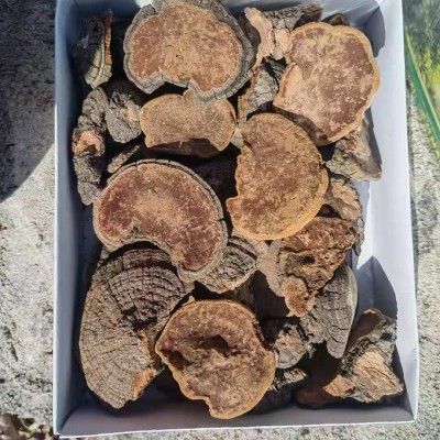 散装产地大兴安岭然朝鲜桑黄灵芝松针层孔菌林芝配送礼盒500g图3