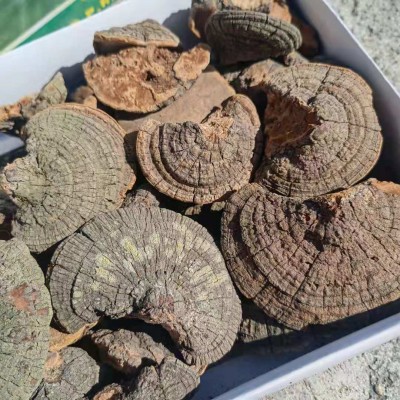 散装产地大兴安岭然朝鲜桑黄灵芝松针层孔菌林芝配送礼盒500g图2