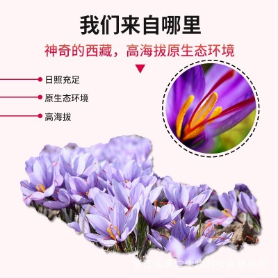 【永禾堂】OEM藏红花西藏番红花社群供货西红花长丝量大价优花茶图3
