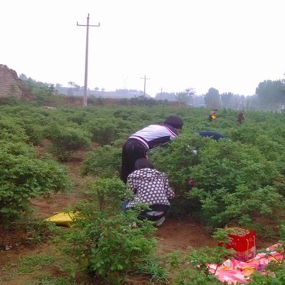 厂家批发新货头茬山东平阴玫瑰 低温烘干食用重瓣玫瑰干玫瑰花茶图4