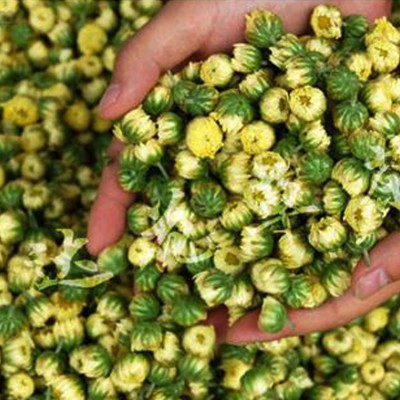 厂家批发杭白菊胎菊 散装新货花草茶特级七月菊花优质胎菊王图2