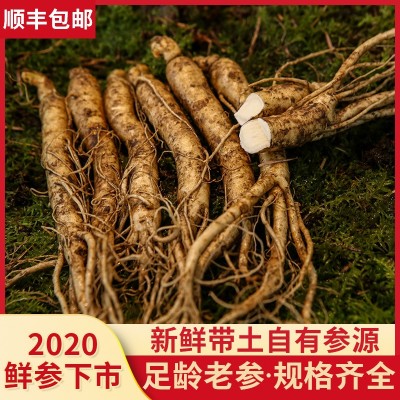 东北长白山人参 产地直发 带土新鲜人参泡酒保鲜参 顺丰包邮批发
