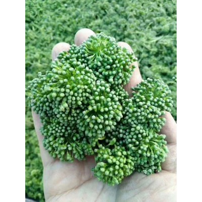 人参花干品 西洋参花 花旗参花茶 长白山人参鲜花茶 吉林人参花茶
