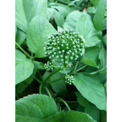 人参花干品 西洋参花 花旗参花茶 长白山人参鲜花茶 吉林人参花茶图2