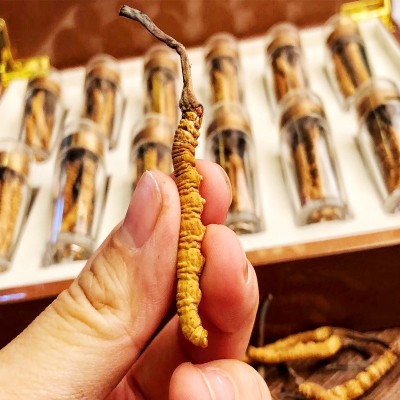 产地直发西藏那曲冬虫夏草散装优选虫草2条/克优选全干无断草虫草图1