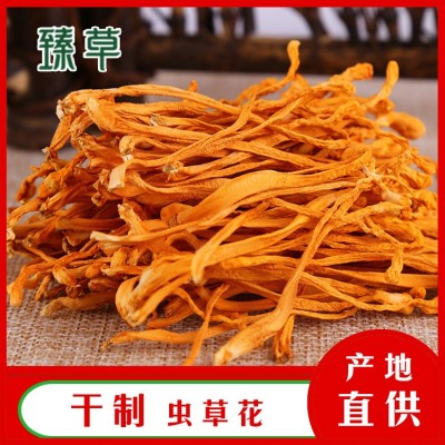 东北干货金虫草虫草花北虫草蛹虫草中条孢子头基地供应三公斤起批图2