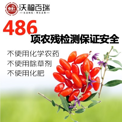 沃福百瑞宁夏中宁枸杞免洗干嚼罐装无农残苟杞子210g工厂直供货源图2