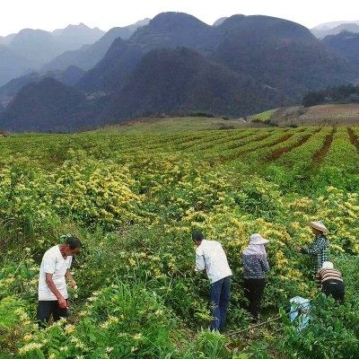 四季适用绿版金银花 散装山银花泡水500g批发花草茶厂家供货图3