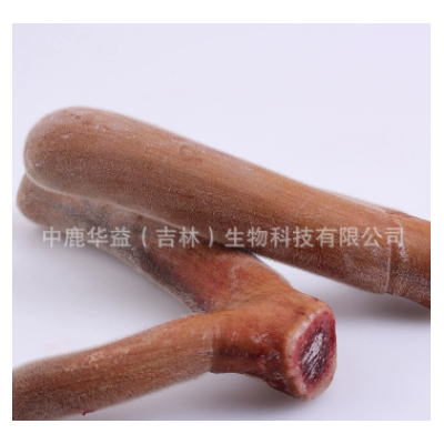 新鲜鹿茸 吉林梅花鹿茸二杠整支 长龙鹿场批发 一件代发 泡酒泡汤图2