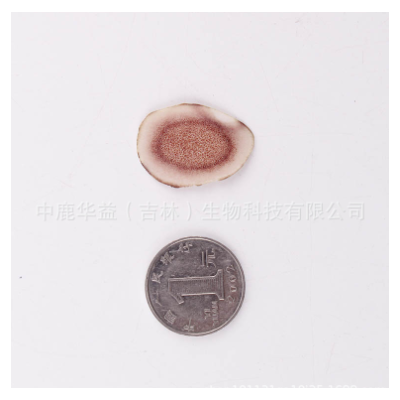 鹿角片 马鹿茸副角片 长龙鹿业厂家批发 一件代发 泡酒煲汤料图4