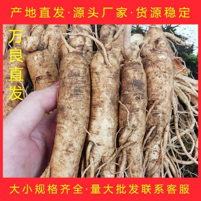 吉林东北特产新鲜人参带土人参单支规格齐全可煲汤泡酒鲜人参