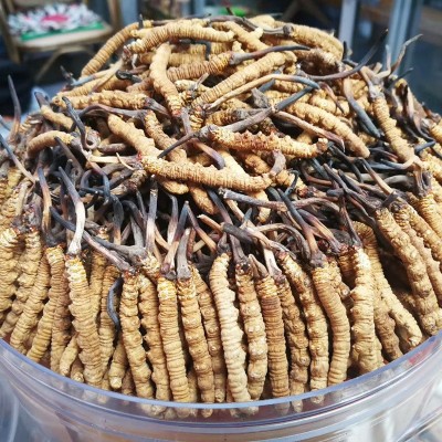 西藏那曲冬虫夏草冻干虫草1200条高海拔虫草批发代发足干无断虫草图4