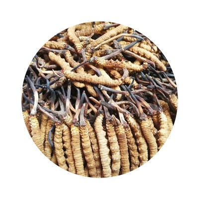 西藏那曲冬虫夏草冻干虫草1200条高海拔虫草批发代发足干无断虫草
