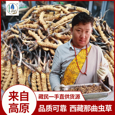 西藏那曲冬虫夏草冻干虫草1200条高海拔虫草批发代发足干无断虫草图2