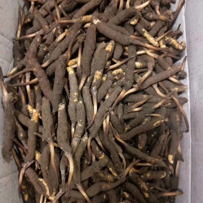 西藏那曲虫草 0.8那曲冬虫夏草干货虫体饱满 足干虫草干货批发图3