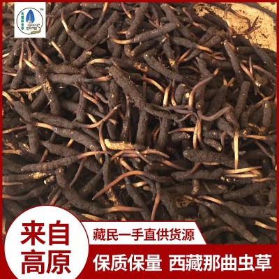 西藏那曲虫草 0.8那曲冬虫夏草干货虫体饱满 足干虫草干货批发