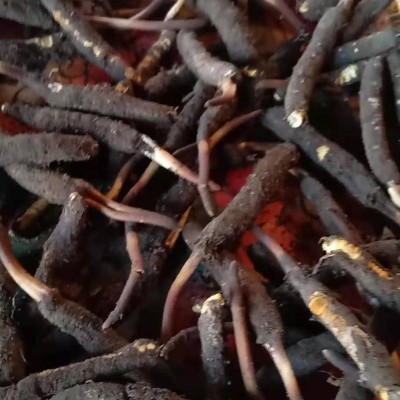 西藏那曲虫草 0.8那曲冬虫夏草干货虫体饱满 足干虫草干货批发图2
