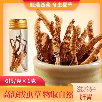 西藏那曲虫草 新鲜冬虫草 冬虫夏草可食用 新货虫草礼盒装批发图2