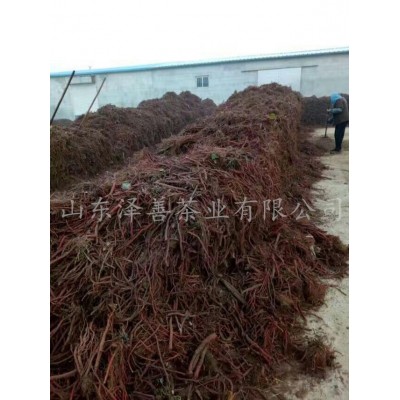 丹参茶批发 量大从优丹参条 花草茶 中药材 保健食品 山东丹参图4