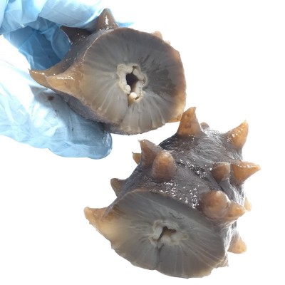 大连海参高压即食海参劲道好口感辽刺参8-15头/500g一件代发货图5