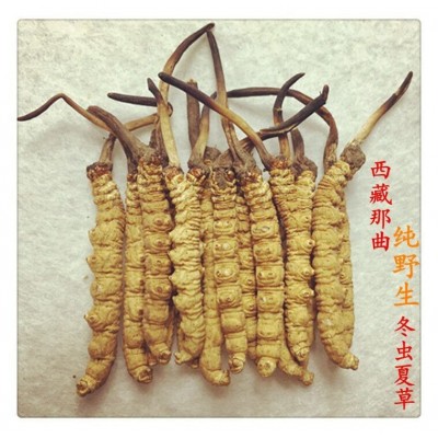 强力推荐 那曲冬虫夏草 西藏冬虫夏草 虫草图4