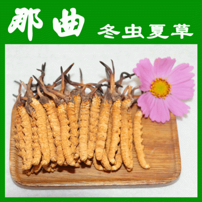 强力推荐 那曲冬虫夏草 西藏冬虫夏草 虫草图1