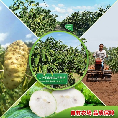 三亨堂特级精品诺丽果干片诺尼果茶noni干果水果茶果干海南岛原产图5