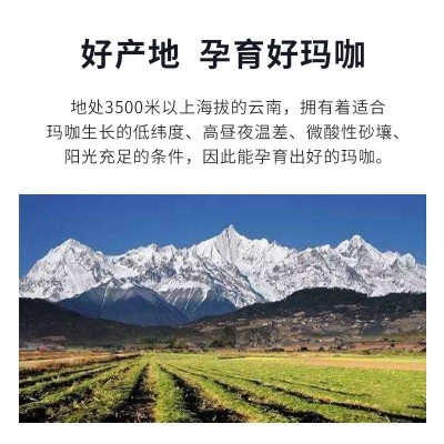 龙莲堂玛咖片男用成人增强活力 60粒/瓶压片糖果加工图2