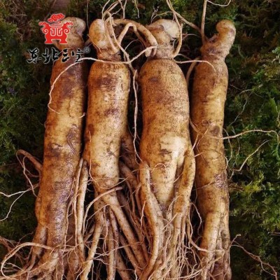 吉林长白山现挖带土保鲜参新鲜人参泡酒煲汤足龄全须人参一件代发图3