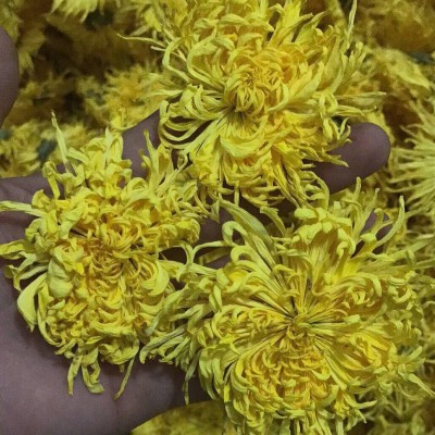 金丝皇菊黄菊菊花茶一朵一杯散花大量批发常年供应各种规格图2