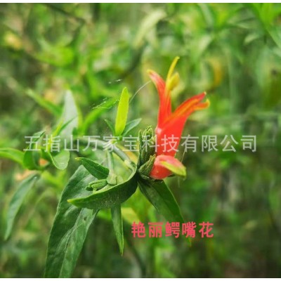 【买三送一】海南五指山原产地黎王草忧遁草茶鳄嘴花茶优盾草117g图4