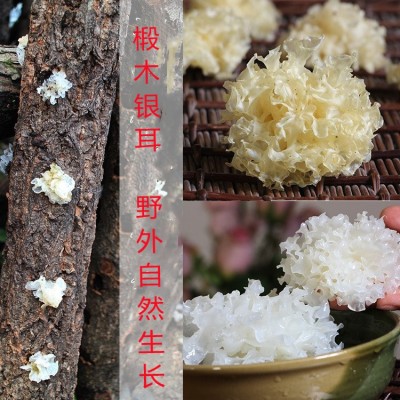 银耳 新品 四川通江银耳 椴木银耳 无流雪耳 糯耳干货白木耳100克图2