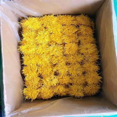 基地供应菊花金丝皇菊散装黄菊花修水大朵菊 婺源黄菊花茶批发图2