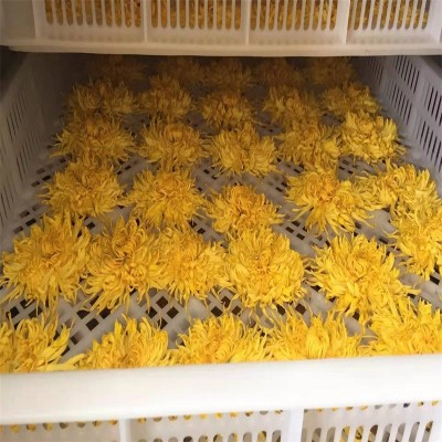基地供应菊花金丝皇菊散装黄菊花修水大朵菊 婺源黄菊花茶批发图4
