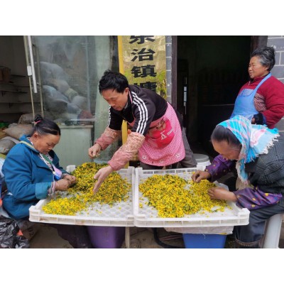 地珠牌 菊花 花茶 500克图3