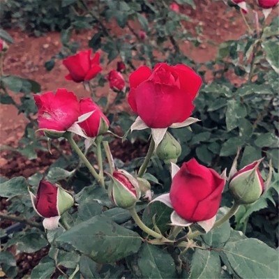 现货云南墨红玫瑰整朵玫瑰花冠新货烤干冻干玫瑰花茶食用干花批发图3
