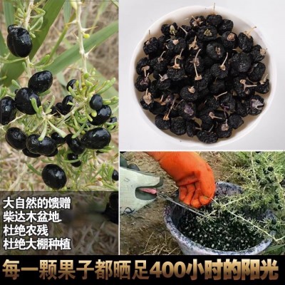 批发青海黑枸杞500g柴达木天然枸杞子免洗干货大果泡茶非宁夏特级图2