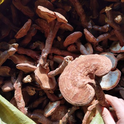 灵芝 栎木小棒灵芝批发 可大批量供应图2