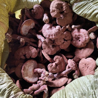灵芝 栎木小棒灵芝批发 可大批量供应图4