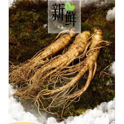 新鲜人参长白山现挖带土鲜人参8年园参6-7支一斤鲜山参图1