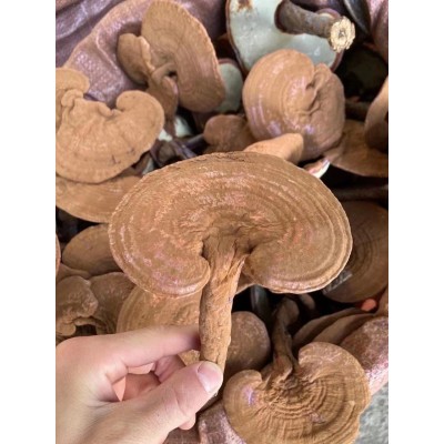 长白山灵芝 带粉灵芝赤灵芝 可以免费切片500克