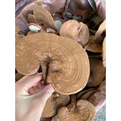 长白山灵芝 带粉灵芝赤灵芝 可以免费切片500克图2