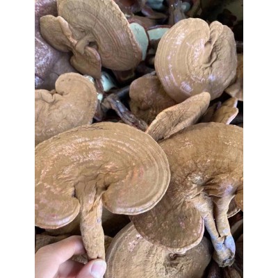 长白山灵芝 带粉灵芝赤灵芝 可以免费切片500克图4