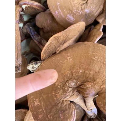 长白山灵芝 带粉灵芝赤灵芝 可以免费切片500克图3