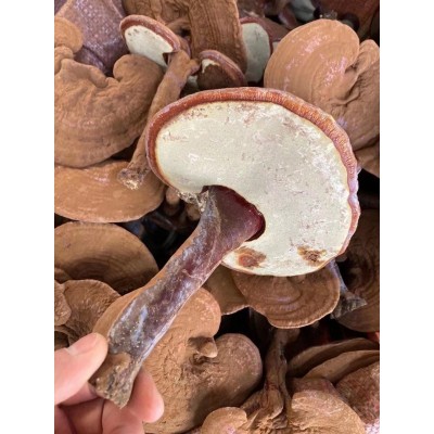 长白山灵芝 带粉灵芝赤灵芝 可以免费切片500克图5
