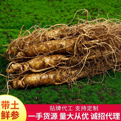 长白山2020新货新鲜人参厂家批发鲜人参鲜参礼盒吉林带土鲜参泡酒