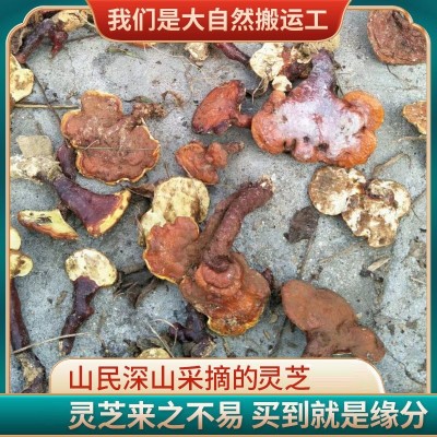 大别山赤灵芝大中小灵芝大货批发 整枝林芝赤芝粉正品深山林芝图5